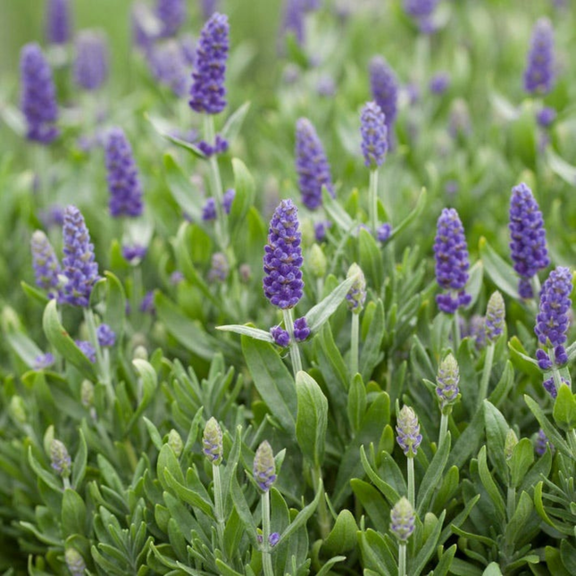 Lavanda Blue; Pequeña (M13)  | Gardekin Chile