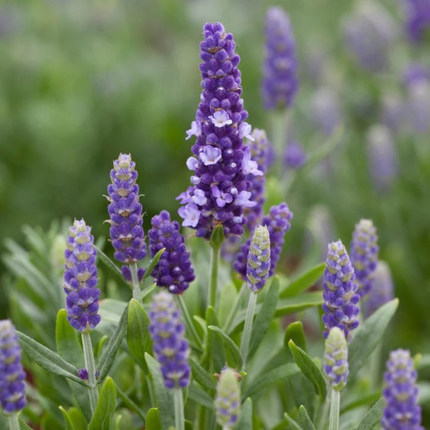 Lavanda Blue; Pequeña (M13)  | Gardekin Chile