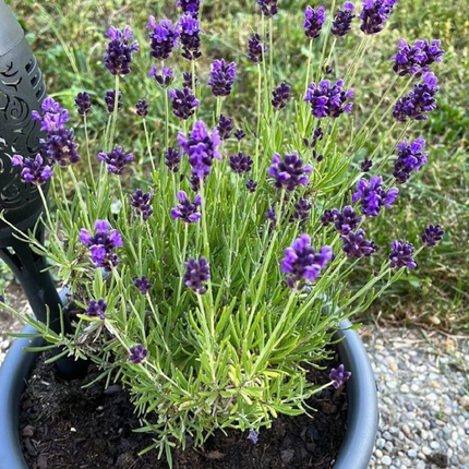Lavanda Blue; Pequeña (M13)  | Gardekin Chile
