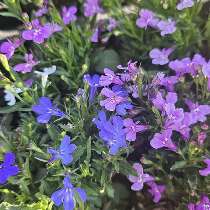 Lobelia Lobelia erinus, flor azul intenso colgante