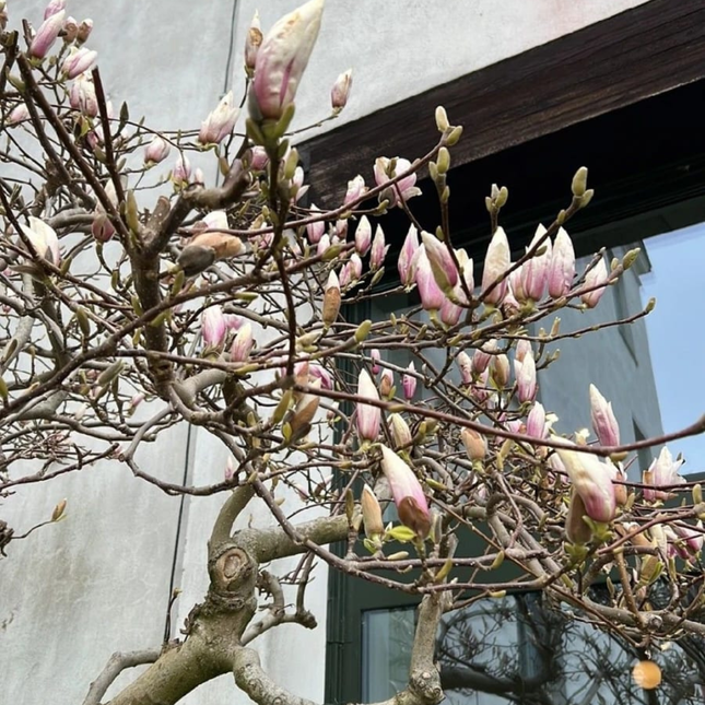 Magnolio Magnolia grandiflora, flor blanca grande y elegante
