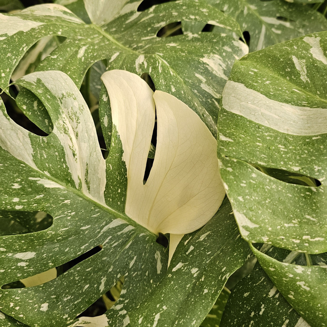 Monstera Thai Constellation con variegación crema estable