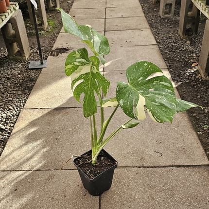 Monstera Thai Constellation | Gardekin.com
