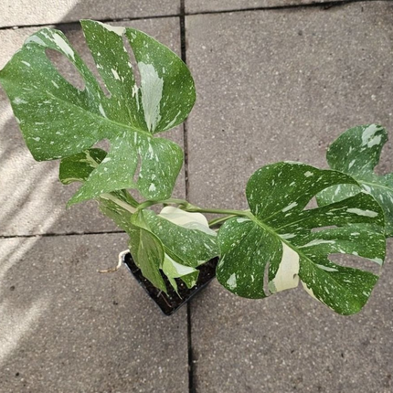 Monstera Thai Constellation | Gardekin.com