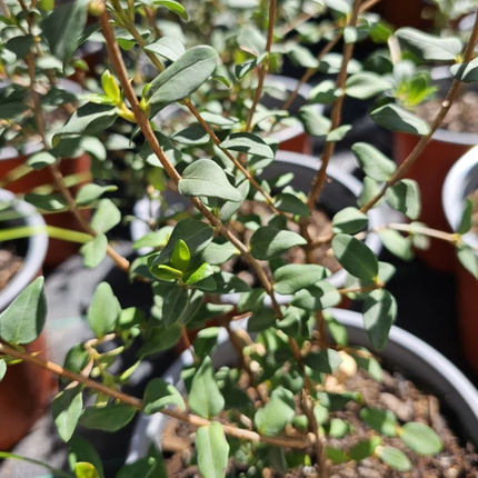 Murtilla (Murta), Mediano Plus (M17) | Gardekin.com