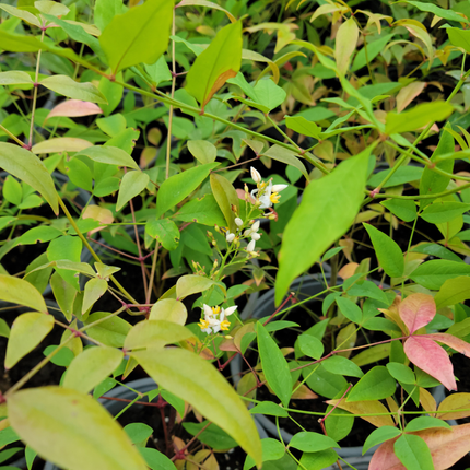 Nandina (Bambú Sagrado) | Gardekin.com