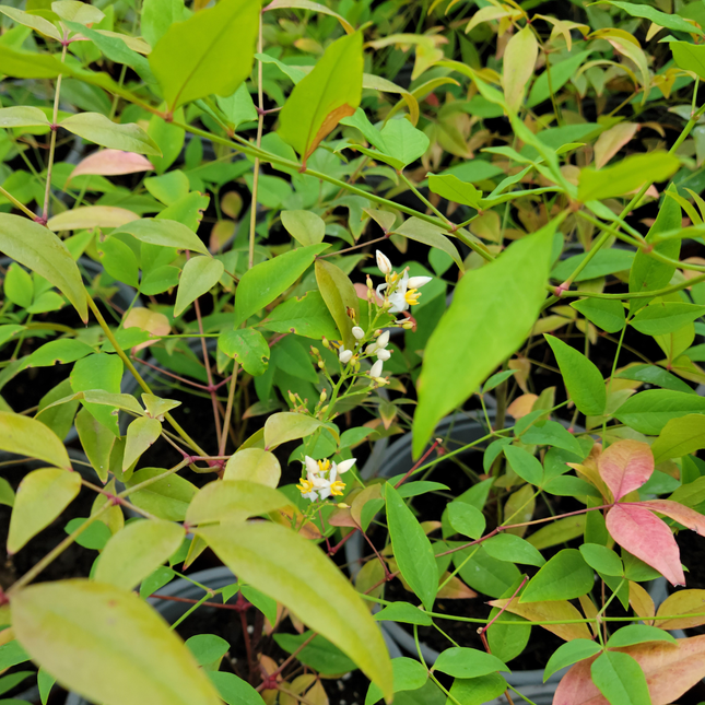 Nandina (Bambú Sagrado) | Gardekin.com