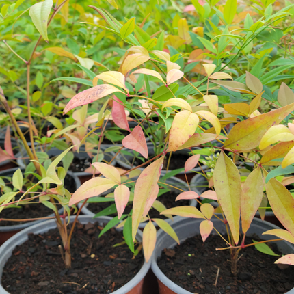 Nandina (Bambú Sagrado) | Gardekin.com