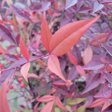 Nandina (Bambú Sagrado) | Gardekin.com
