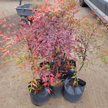 Nandina (Bambú Sagrado) | Gardekin.com