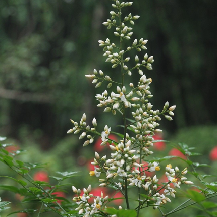 Nandina (Bambú Sagrado) | Gardekin.com