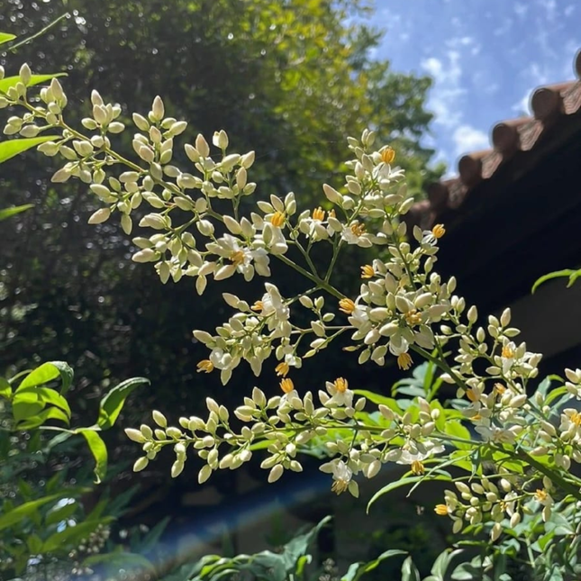 Nandina (Bambú Sagrado) | Gardekin.com