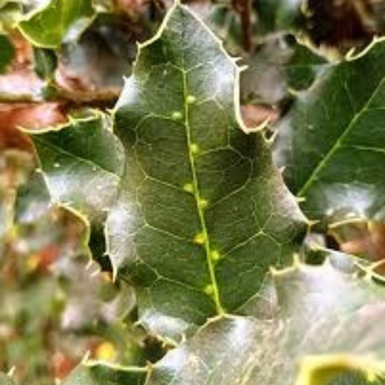Naranjillo, Mediano Plus (M17) | Gardekin.com