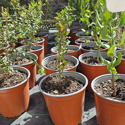 Naranjillo, Mediano Plus (M17) | Gardekin.com