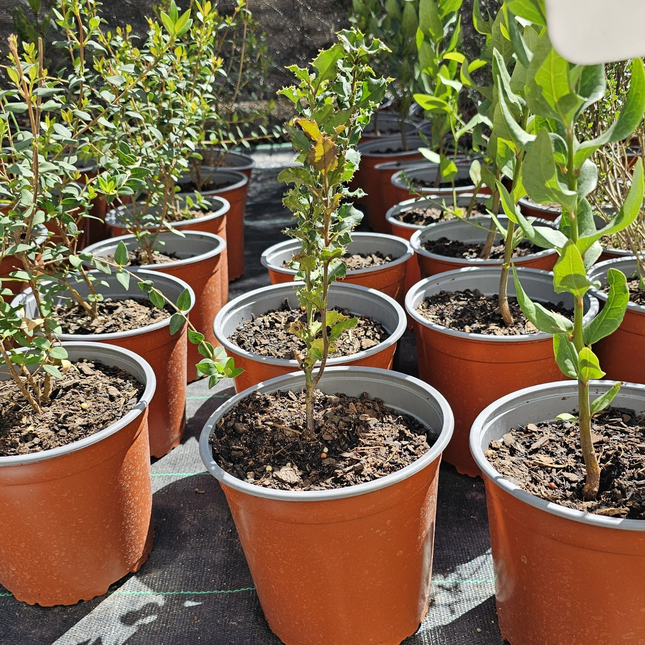 Naranjillo, Mediano Plus (M17) | Gardekin.com