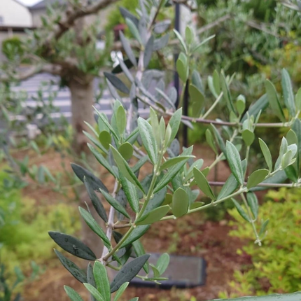 Olivo, Mediano Plus (M21)  | Gardekin Chile