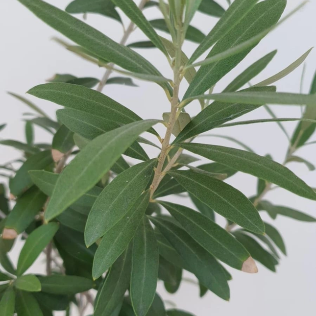 Árbol de Olivo joven listo para producción en maceta M21