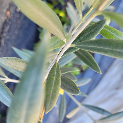 Olivo, Mediano Plus (M21)  | Gardekin Chile