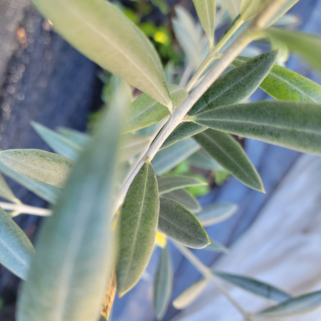 Olivo, Mediano Plus (M21)  | Gardekin Chile