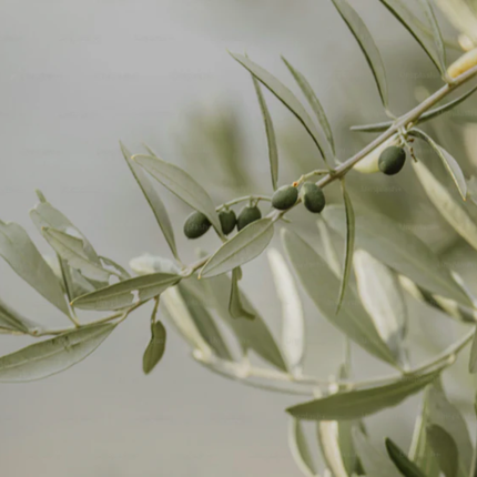 Olivo de hoja blanca ornamental en formato grande M28