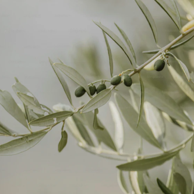 Olivo de hoja blanca ornamental en formato grande M28