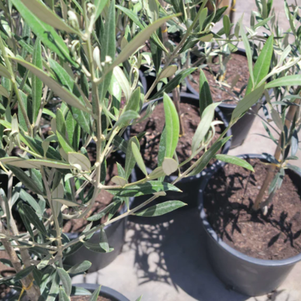Olivo De Hoja Blanca, Grande (M28)  | Gardekin Chile