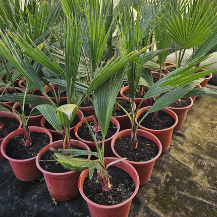 Palmera Abanico | Gardekin.com