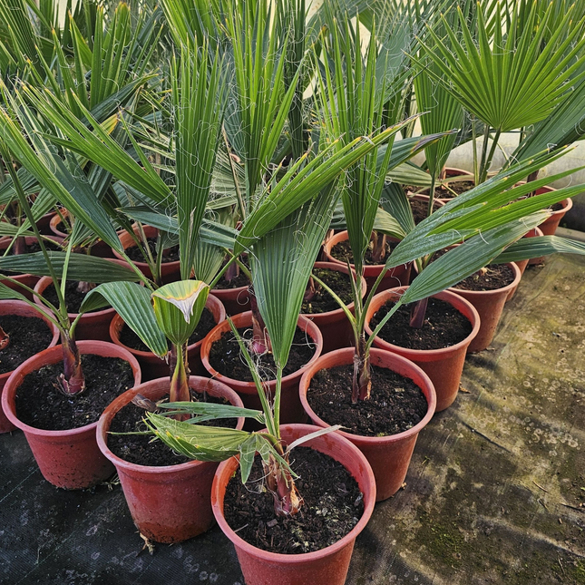 Palmera Abanico   | Gardekin Chile
