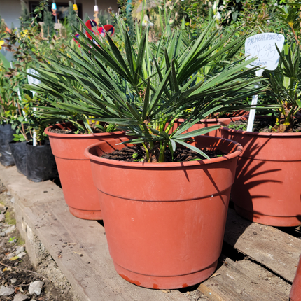 Palmera Abanico | Gardekin.com