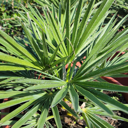Palmera Abanico | Gardekin.com
