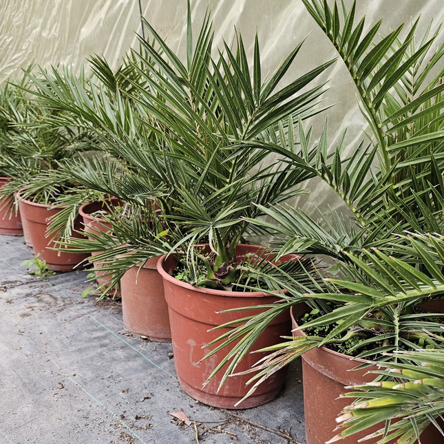 Palmera Fénix   | Gardekin Chile