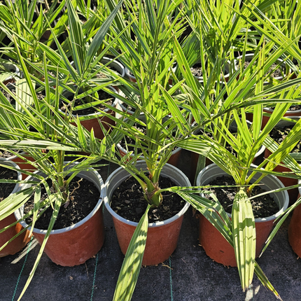 Palmera Fénix | Gardekin.com