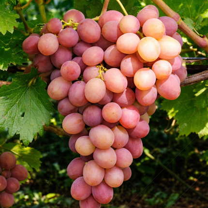 Parra Rosada, Mediana Plus (M17)  | Gardekin Chile