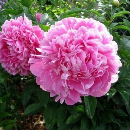 Peonia (Rosa Peonia Jacorma); Mediana Plus (M17)  | Gardekin Chile