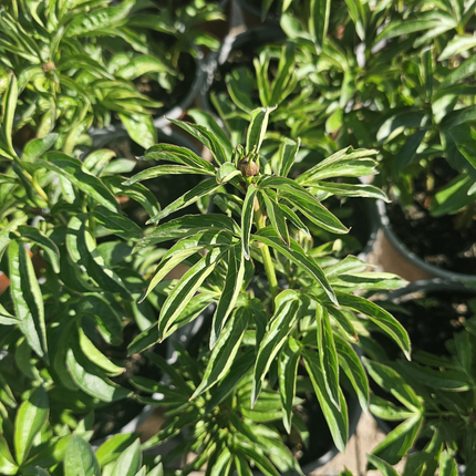 Peonia (Rosa Peonia Jacorma); Mediana Plus (M17)  | Gardekin Chile