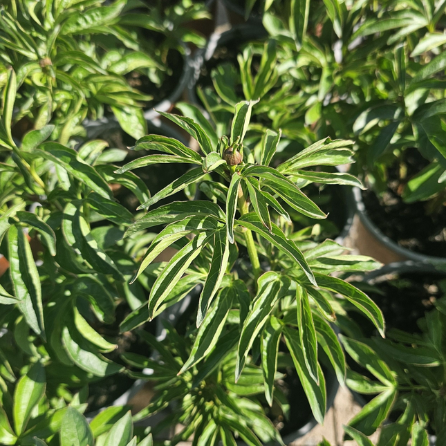 Peonia (Rosa Peonia Jacorma); Mediana Plus (M17)  | Gardekin Chile