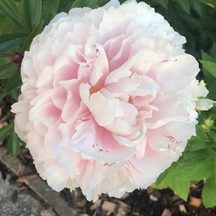 Peonia (Rosa Peonia Jacorma); Mediana Plus (M17)  | Gardekin Chile