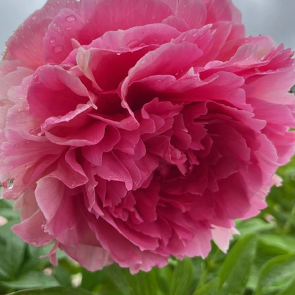 Peonia (Rosa Peonia Jacorma); Mediana Plus (M17)  | Gardekin Chile