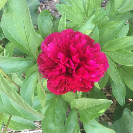 Peonia (Rosa Peonia Jacorma); Mediana Plus (M17)  | Gardekin Chile