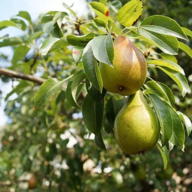 Árbol frutal de Peral joven con brotes de temporada