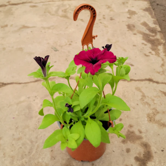 Petunia colgante en flor para decoración de terrazas y balcones
