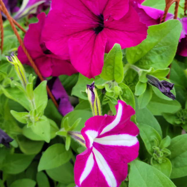 Petunia Colgante, Mediana Plus (C20)   | Gardekin Chile
