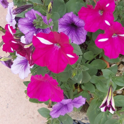 Petunia Colgante, Mediana Plus (C20)   | Gardekin.com