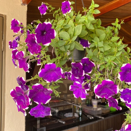 Petunia Colgante, Mediana Plus (C20)   | Gardekin.com
