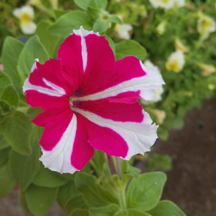 Petunia Colgante, Mediana Plus (C20)   | Gardekin.com