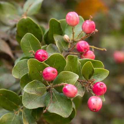 Árbol Peumo nativo chileno de hojas brillantes y aromáticas