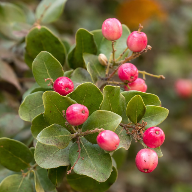 Árbol Peumo nativo chileno de hojas brillantes y aromáticas