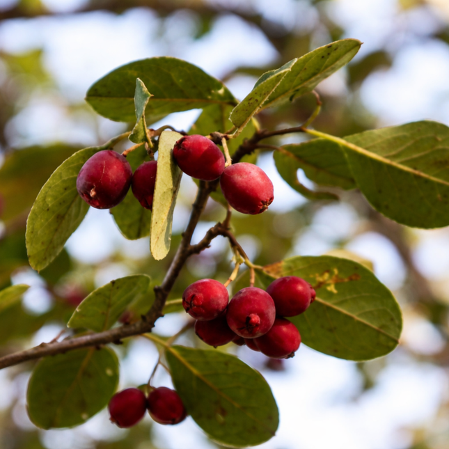 Peumo (Cryptocarya); Mediano (M17) | Gardekin Chile