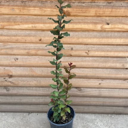 Peumo (Cryptocarya); Mediano (M17) | Gardekin Chile
