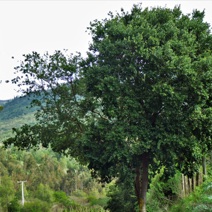 Peumo (Cryptocarya); Mediano (M17) | Gardekin Chile